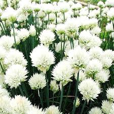 Schoenoprasum Flower Seeds for Planting – Cut Flower Favorite, Heirloom, Non-GMO, Organic Garden Seeds