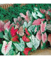 Florida Caladium Flower Seeds for Planting – Heirloom, Non-GMO, Cut Flower Organic Garden Seeds