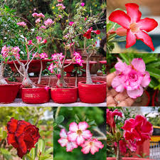 Adenium Flower Seeds for Planting, Heirloom Non-GMO, High Germination Organic Garden Seeds