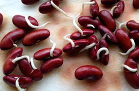 Red Kidney Bean flower seeds for planting - Heirloom & Non-GMO Garden Seeds