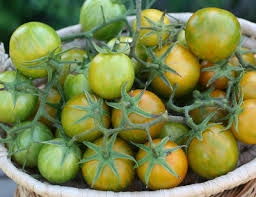 Green Zebra Cherry Tomato Seeds for Planting – Heirloom Non-GMO Organic Garden Seeds, High Germination, Striped Tomatoes
