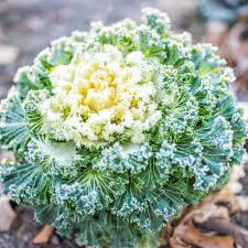 Kale Seeds for Planting White – Heirloom, Non-GMO, Nutritious & Elegant – Organic Garden Seeds