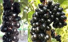 Jamun Seeds (Java Plum) – Fast-Growing Tropical Fruit Seeds for Garden Planting