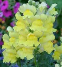 Light Yellow Sweet Pea Flower Seeds for Planting – Heirloom, Non-GMO, High Germination Organic Garden Seeds for Cottage Garden Blooms