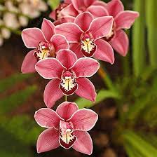 Heirloom Cymbidium Orchid Flower Seeds for Planting – Non-GMO, High Germination, Organic Garden Seeds for Seasonal Blooms