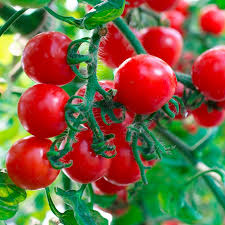 Cherry Tomato Seeds for Planting – Heirloom Non‑GMO High Germination Organic Garden Seeds, Juicy Kitchen Tomatoes