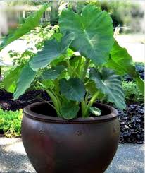Colocasia Elephant Ear Flower Seeds for Planting – Heirloom, Non-GMO, High Germination Vibrant Colors