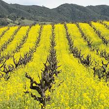 Mustard Flower Seeds for Planting – Heirloom, Non-GMO, High Germination Fragrant Blossoms