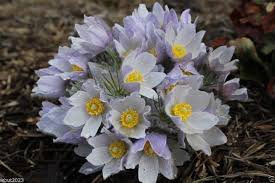 Pasque Flower Seeds for Planting – Heirloom, Non-GMO, High Germination Organic Garden Seeds