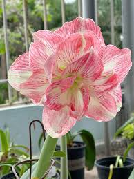 Pink Hippeastrum Rutilum Flower Seeds for Planting – Heirloom, Non-GMO, High Germination Organic Garden Seeds