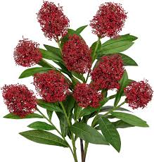 Skimmia Flower Seeds for Planting – Long Bloom Season, Heirloom, Non-GMO, High Germination Garden Seeds