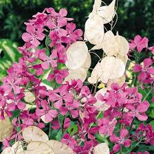 Lunaria Annua Flower Seeds for Planting – Heirloom Non-GMO Long Bloom Season Organic Garden Seeds