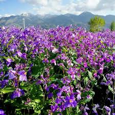 Purple Cress Flower Seeds for Planting – Colorful Display, Heirloom, Non-GMO, High Germination Organic Garden Seeds