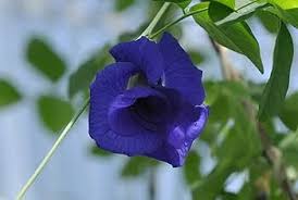 Heirloom Clitoria Ternatea Flower Seeds for Planting – Hardy Variety, Non-GMO, High Germination Organic Garden Seeds