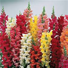 Antirrhinum Flower Seeds for Planting – Bright Blooms Heirloom Non-GMO High Germination Organic Garden Seeds
