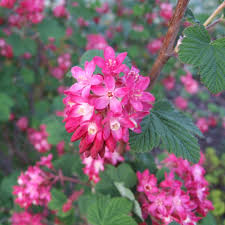 Pink Currant Flower Seeds for Planting – Heirloom, Non-GMO, Vibrant Colors Organic Garden Seeds