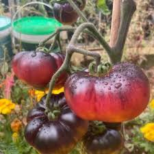 Dark Maroon Tomato Seeds for Planting – Heirloom Non-GMO, Bold Flavor Tomatoes, High Germination Organic Garden Seeds