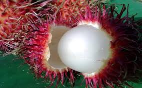 Rambutan Red Fruit Seeds for Garden Planting – Heirloom Non-GMO High Germination Organic Garden Seeds