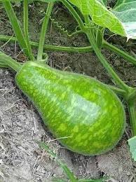 Striped Bottle Gourd Seeds for Planting – Heirloom, Non-GMO, Organic Garden Seeds, High Germination, Edible & Ornamental Variety