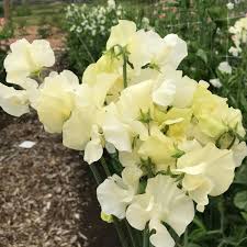 Light Yellow Sweet Pea Flower Seeds for Planting – Heirloom, Non-GMO, High Germination Organic Garden Seeds for Cottage Garden Blooms