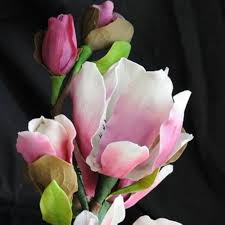 Magnolia Liliiflora Flower Seeds for Planting – Heirloom, Non-GMO, High Germination Drought Tolerant