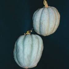 Gray Zapallo Plomo flower seeds for planting - Heirloom & Non-GMO Garden Seeds