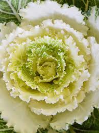 Kale Seeds for Planting White – Heirloom, Non-GMO, Nutritious & Elegant – Organic Garden Seeds