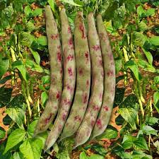 Red Pole Kidney Bean flower seeds for planting - Heirloom & Non-GMO Garden Seeds