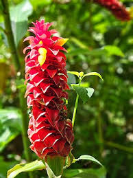 Heirloom Costus Barbatus Flower Seeds for Planting – Non-GMO, High Germination, Organic Garden Seeds, Shade Tolerant