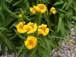 Yellow Mexican Tarragon Flower Seeds for Planting – Heirloom, Non-GMO, Low Maintenance Organic Garden Seeds