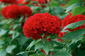 Celosia Chief Persimmon Flower Seeds for Planting – Garden Favorite, Heirloom, GMO Free Organic Garden Seeds