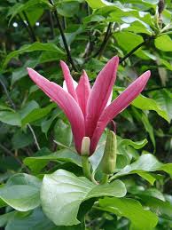 Magnolia Liliiflora Flower Seeds for Planting – Heirloom, Non-GMO, High Germination Drought Tolerant