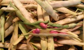 Red Pole Kidney Bean flower seeds for planting - Heirloom & Non-GMO Garden Seeds