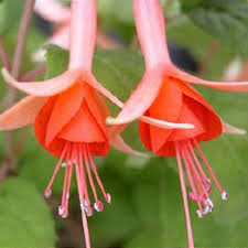 Orange Fuchsia Flower seeds for Planting - Shade Tolerant, Heirloom & GMO Free Seeds for Home Garden, 100 pcs