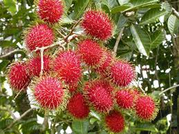 Rambutan Red Fruit Seeds for Garden Planting – Heirloom Non-GMO High Germination Organic Garden Seeds