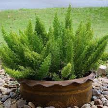 Green Asparagus Setaceus Seeds for Planting – Heirloom Non-GMO, High Germination Organic Garden Seeds