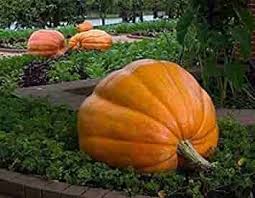 Centner Nelson Pumpkin Seeds for Planting – Heirloom Non‑GMO High Germination Organic Garden Seeds, Homegrown Produce