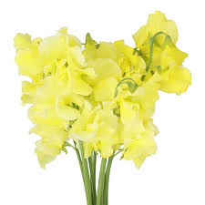 Light Yellow Sweet Pea Flower Seeds for Planting – Heirloom, Non-GMO, High Germination Organic Garden Seeds for Cottage Garden Blooms