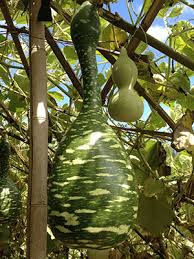 Striped Bottle Gourd Seeds for Planting – Heirloom, Non-GMO, Organic Garden Seeds, High Germination, Edible & Ornamental Variety
