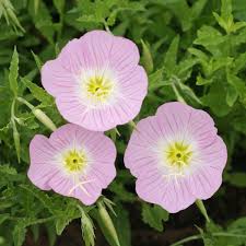 Light Pink Primrose Flower Seeds for Planting – Heirloom, Non-GMO, Sun Loving Organic Garden Seeds