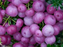 Fruit Seeds,Garden seeds, Seeds For Planting,Plant Seeds