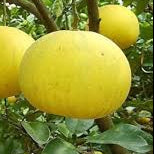 Heirloom Yellow Mini Pummelo Seeds – Non-GMO Citrus Fruit Seeds for Planting at Home