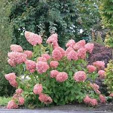 Hydrangea Paniculata Flower Seeds for Planting – Heirloom, Non-GMO, High Germination Organic Garden Seeds