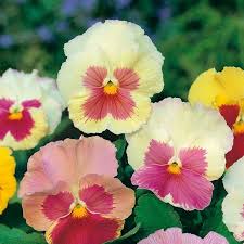 Pansy Heartsease Flower Seeds for Planting – Easy to Grow, Heirloom, Non-GMO, High Germination