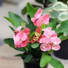 Light Pink Euphorbia Milii Flower Seeds for Planting – Heirloom, Non-GMO Border-Perfect Organic Garden Seeds