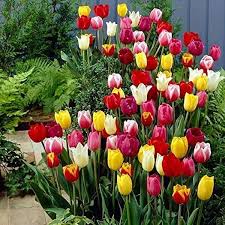 Aroma Tulip Flower Seeds for Planting – Pollinator Friendly, Heirloom, GMO Free Organic Garden Seeds