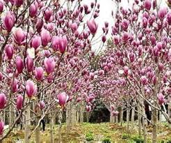 Magnolia Liliiflora Flower Seeds for Planting – Heirloom, Non-GMO, High Germination Drought Tolerant
