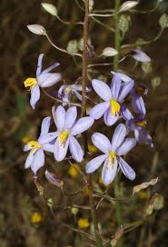 Cyanella Flower Seeds – Heirloom, Non-GMO, High Germination Organic Garden Seeds for Graceful Seasonal Planting