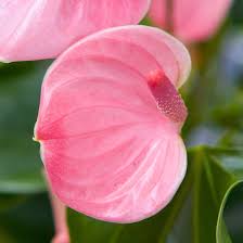 Pale Pink Anthurium Andraeanu Flower Seeds for Planting, Heirloom Non-GMO Organic Garden Seeds