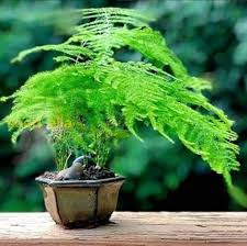 Green Asparagus Setaceus Seeds for Planting – Heirloom Non-GMO, High Germination Organic Garden Seeds